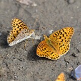 Coronis Fritillary - Argynnis coronis maybe-3