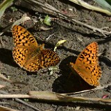 Coronis Fritillary - Argynnis coronis maybe-4