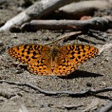 Coronis-Fritillary-Argynnis-coronis-maybe-2