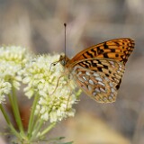 Coronis-Fritillary-Argynnis-coronis-maybe-6