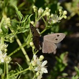 Dark-Wood-Nymph-Butterfly-1