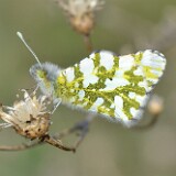 Desert-Marble-Euchloe-lotta-1