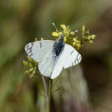 Desert-Marble-Euchloe-lotta-2