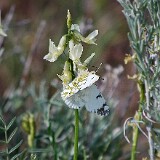 Desert-Marble-Euchloe-lotta-3