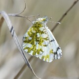 Desert-Marble-Euchloe-lotta