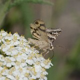 Drasteria-divergens-1