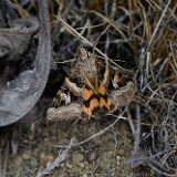 Drasteria-divergens-2