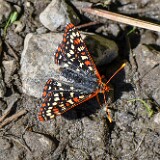 Edith's Checkerspot - Euphydryas editha-1