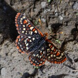 Edith's Checkerspot - Euphydryas editha-2-3