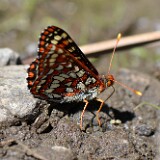 Edith's Checkerspot - Euphydryas editha
