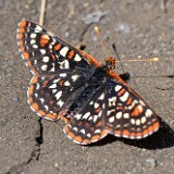 Edith's-Checkerspot-Euphydryas-editha-2