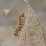 Fall-Webworm-Hyphantrea-cunea