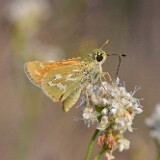 Juba-Skipper-Hesperia-juba-2