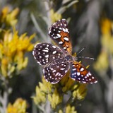 Mormon-Metalmark-Apodemia-mormo