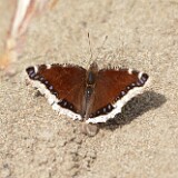 Mourning-cloak-Nymphalis-antiopa