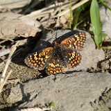 Northern Checkerspot - Chlosyne palla-3