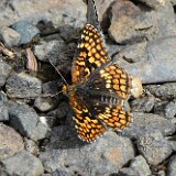 Northern-Checkerspot-Chlosyne-palla-2
