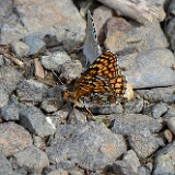 Northern-Checkerspot-Chlosyne-palla