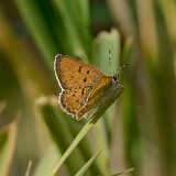 Purplish Copper-Lycaena helloides-1