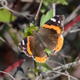 Red-Admiral-Vanessa-atalanta
