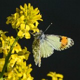 Sara-Orangetip-Anthocharis-sara-female