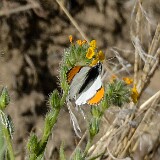 Sara-Orangetip-Anthocharis-sara-male