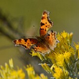 Satyr-anglewing-2