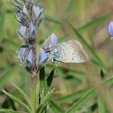 Silvery-blue-butterfly-Glaucopsyche-lygdamus
