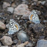 Square-spotted-Blue-Euphilotes battoides-2