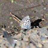 Square-spotted-Blue-Euphilotes battoides