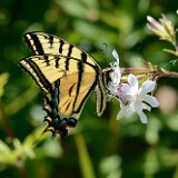 Two-tailed-Swallowtail-Papilio-multicaudata
