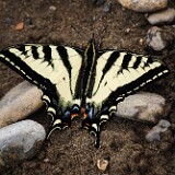 Western-Tiger-Swallowtail-Pterourus-rutulus-1