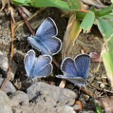 blue-Lycaenidae-1