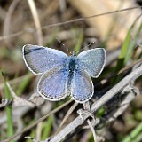 blue-Lycaenidae-2