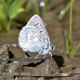 blue-Lycaenidae-3