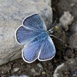 blue-Lycaenidae-6