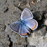 blue-Lycaenidae-7