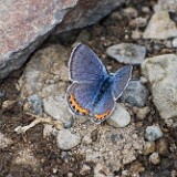 blue-Lycaenidae-8