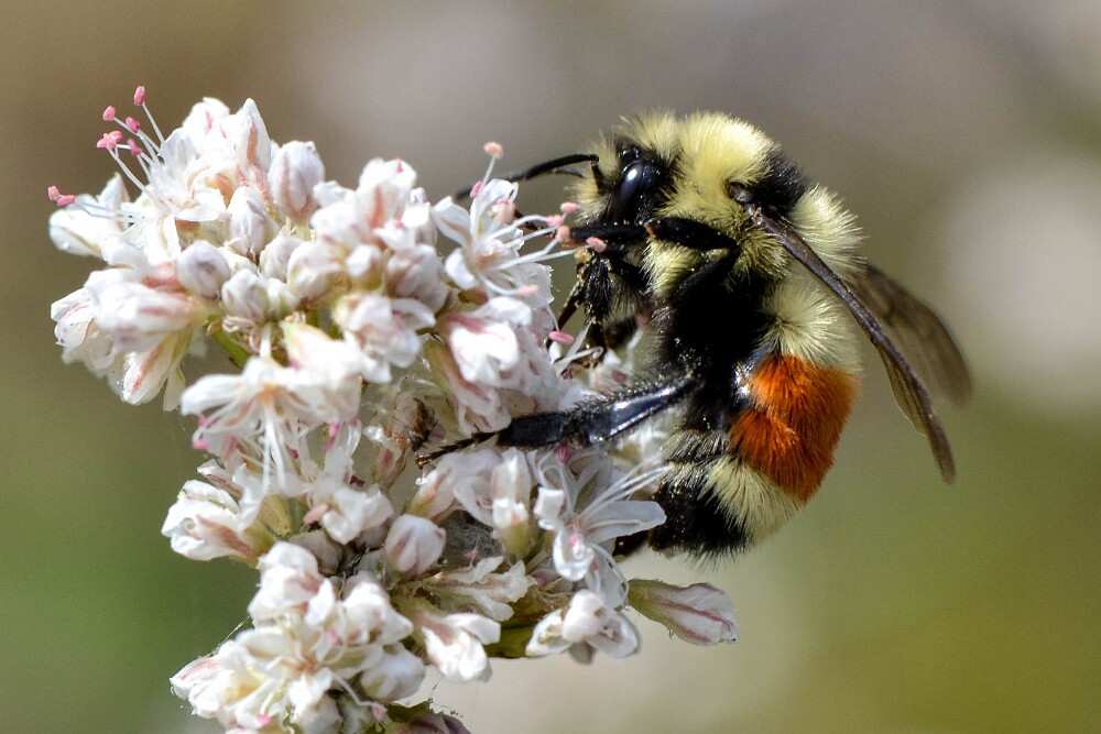 Hunt's Bumble Bee - Bombus huntii