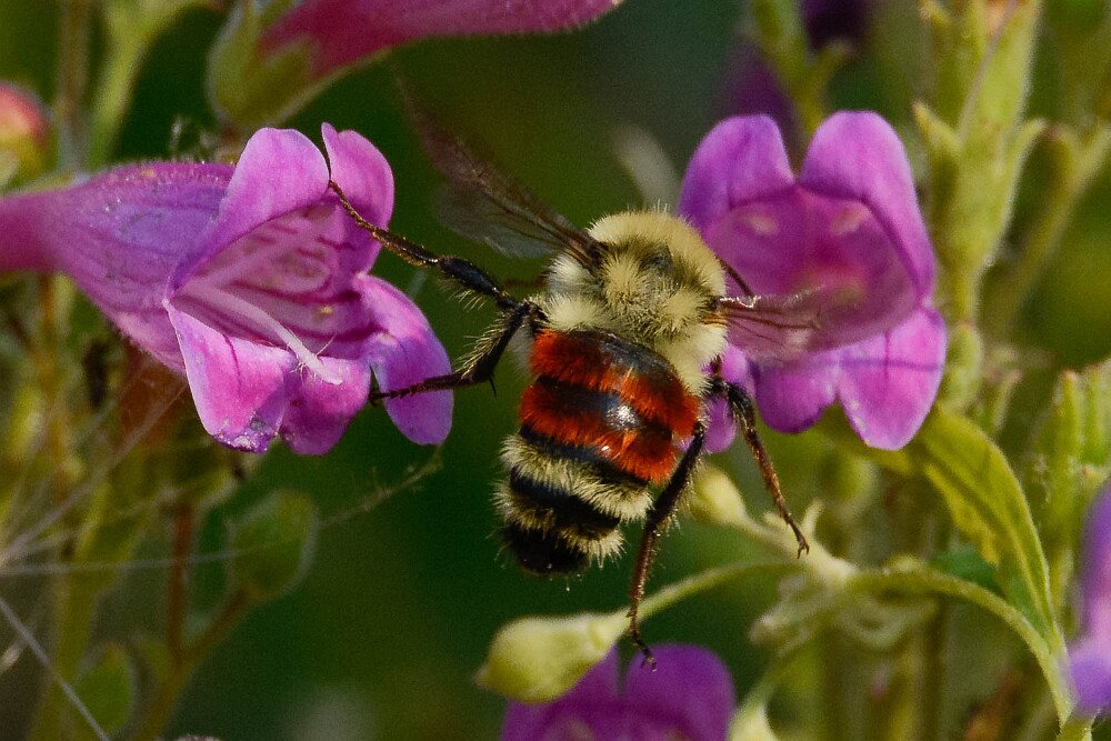 Hunt's-Bumble-Bee-Bombus-huntii