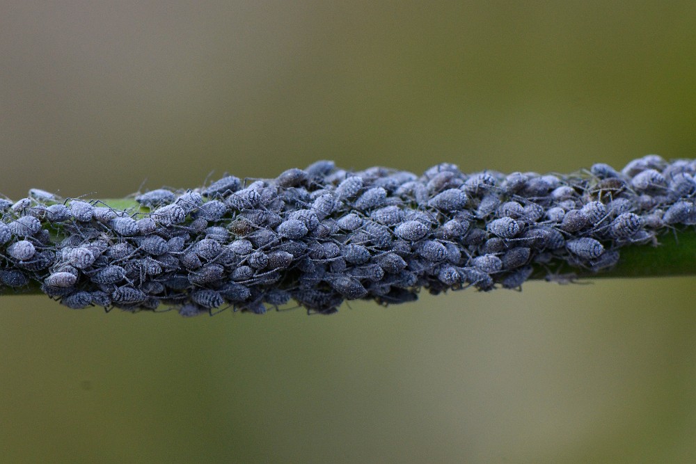 Aphids