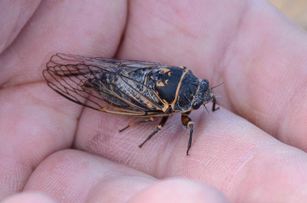Cicada