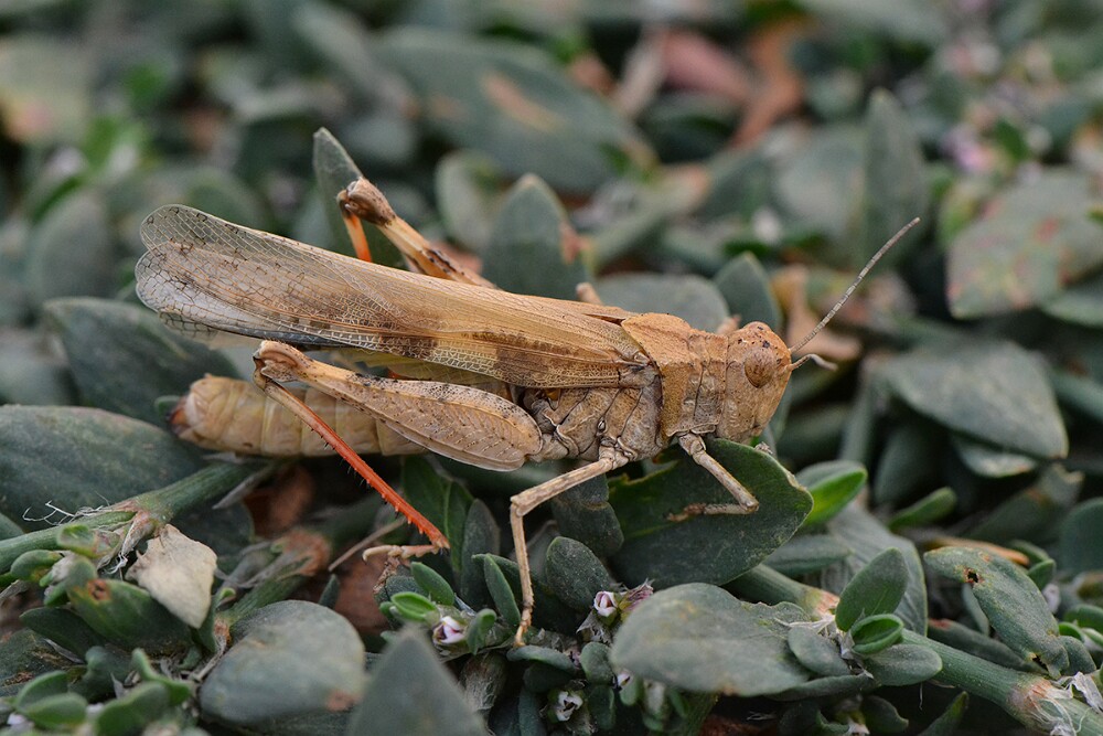 Grasshopper-3