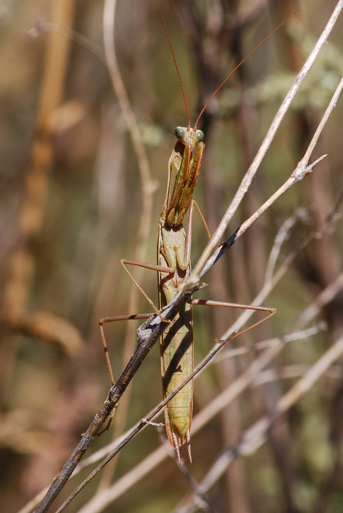 Praying Mantis