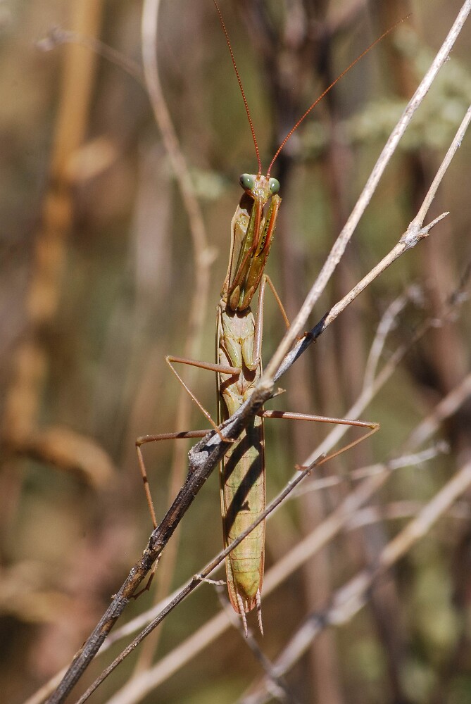 Praying-Mantis