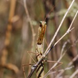 Praying-Mantis