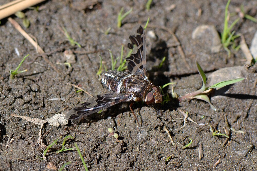 Bee-fly-Bombyliidae-2
