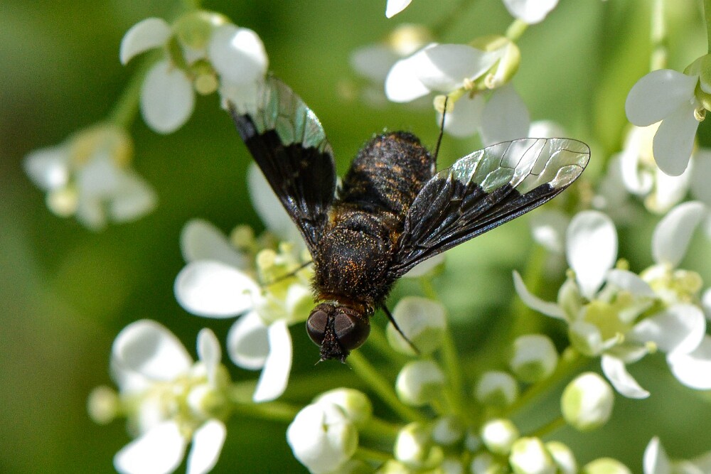 Bee-fly-Bombyliidae-3