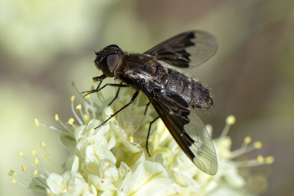 Bee-fly-Bombyliidae