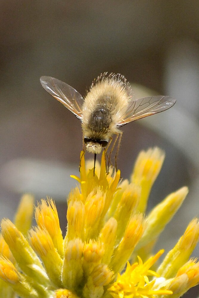 Gray-bee-fly-Bombyliidae-Anastoechus